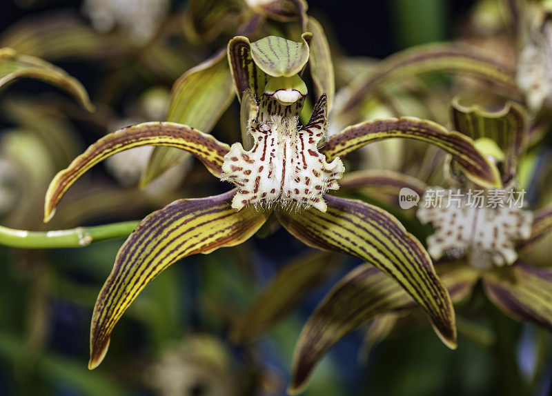 大花蕙兰(Cymbidium tracyanum)是一种来自中国、缅甸和老挝的兰花